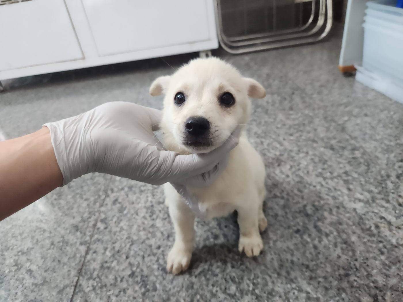 광주 동물보호소_429363202300653